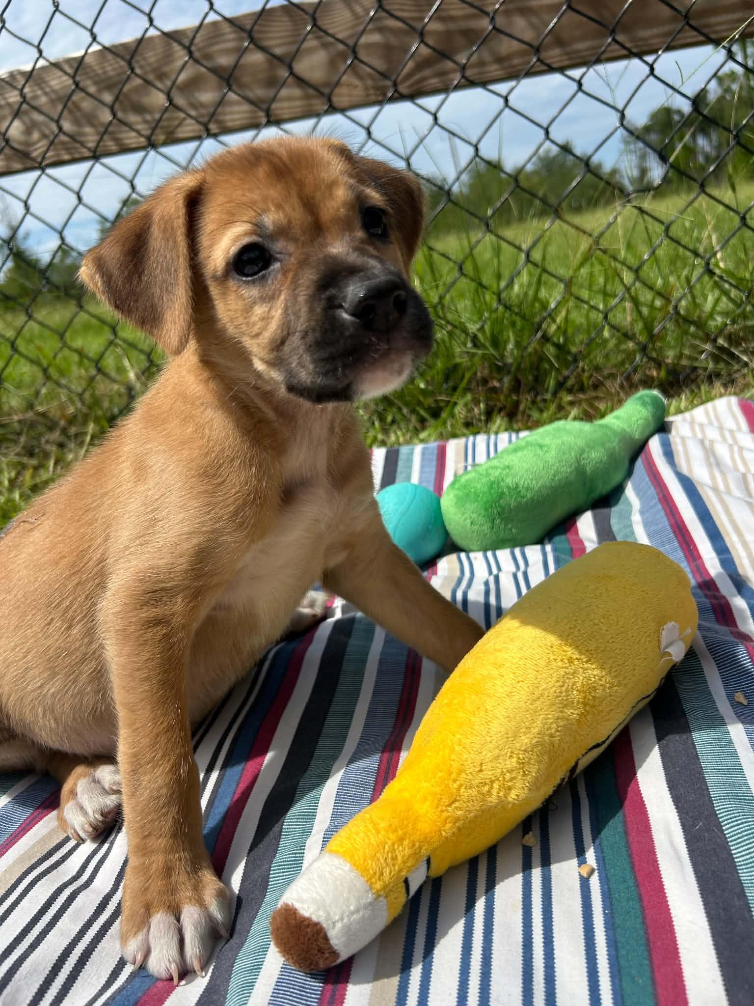 Enlarge Indy, a Adopted Labrador Retriever in Tarrytown, GA image 3/3