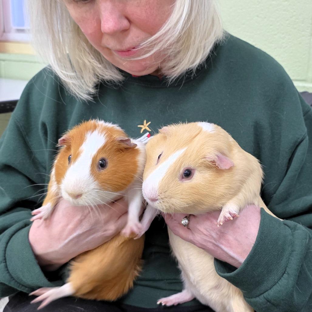 Enlarge Tom, a Adoptable Guinea Pig in Michigan City, IN image 2/6