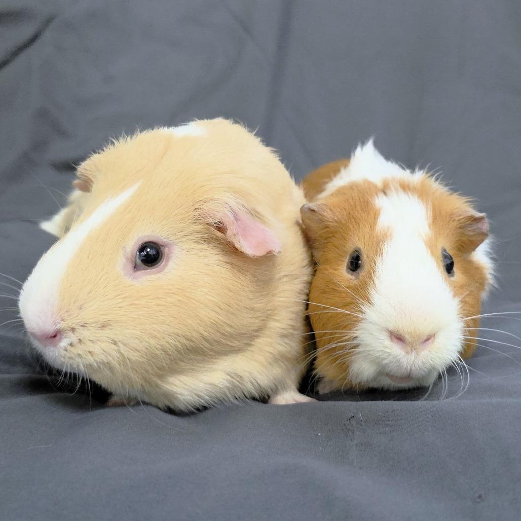 Enlarge Tom, a Adoptable Guinea Pig in Michigan City, IN image 4/6