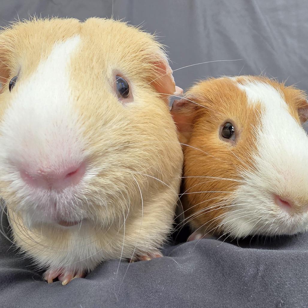 Enlarge Tom, a Adoptable Guinea Pig in Michigan City, IN image 5/6