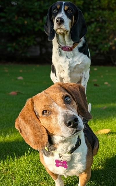 Enlarge Jersey, a ADOPTABLE Beagle in Williamsburg, VA image 6/6