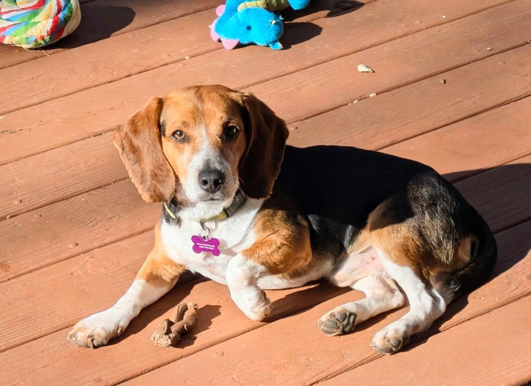 Enlarge Jersey, a ADOPTABLE Beagle in Williamsburg, VA image 2/6