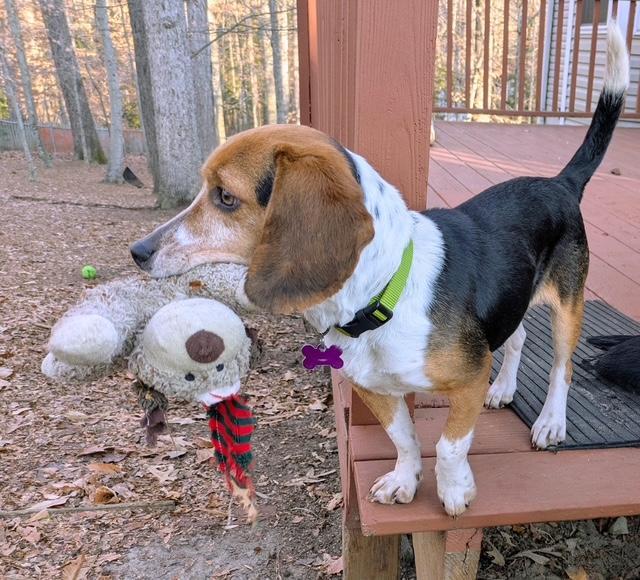 Enlarge Jersey, a ADOPTABLE Beagle in Williamsburg, VA image 4/6