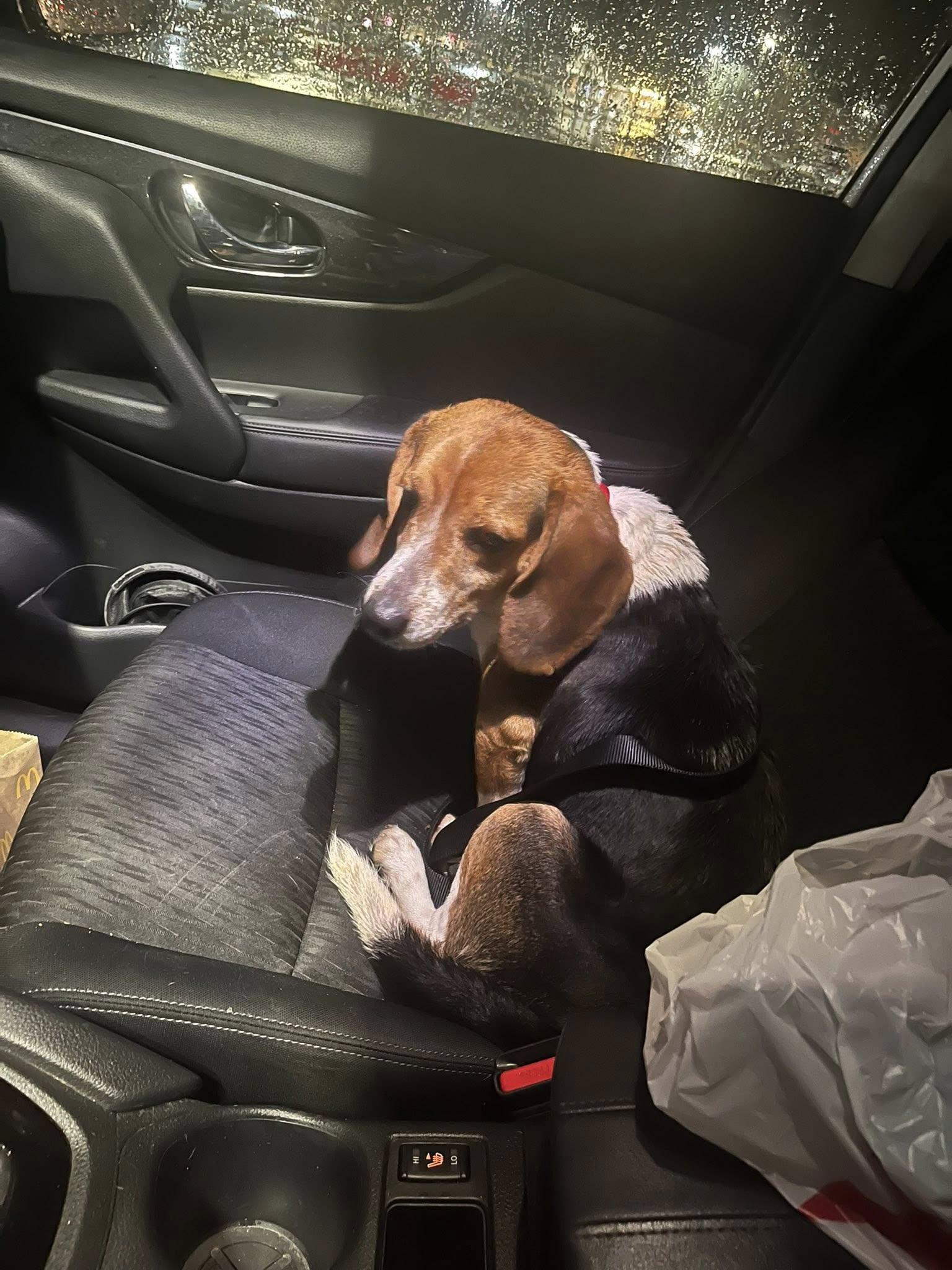 Enlarge Jersey, a ADOPTABLE Beagle in Williamsburg, VA image 3/6