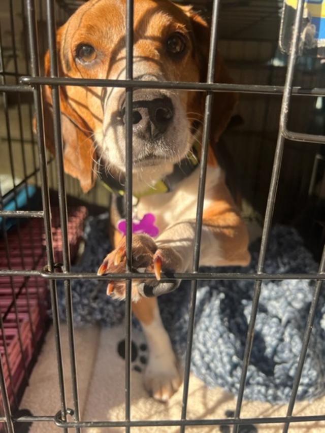 Enlarge Jersey, a ADOPTABLE Beagle in Williamsburg, VA image 5/6