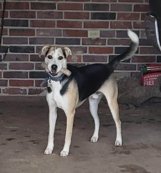 Enlarge Henry, a Adopted mixed breed in Santa Clarita, CA image 1/3