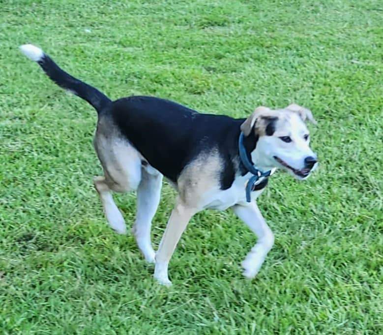 Enlarge Henry, a Adopted mixed breed in Santa Clarita, CA image 2/3