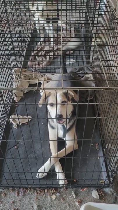 Enlarge Henry, a Adopted mixed breed in Santa Clarita, CA video 3/3