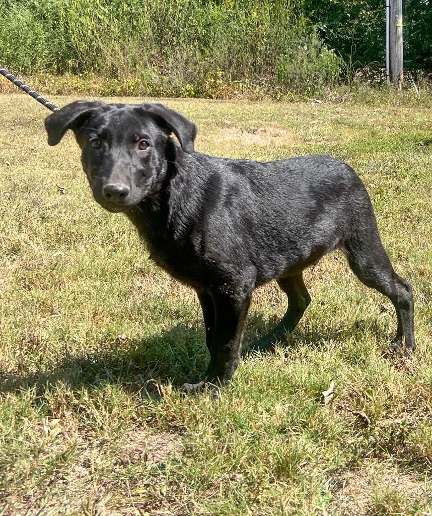 Enlarge Maverick, a Adopted mixed breed in Murray, KY image 1/2