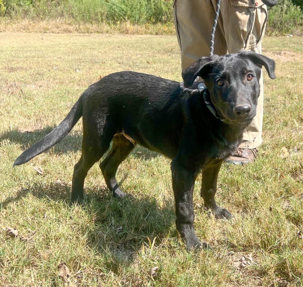 Enlarge Maverick, a Adopted mixed breed in Murray, KY image 2/2