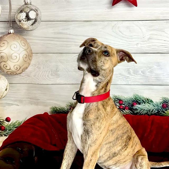 TIGER, Adoptable, Young Male Pit Bull Terrier.