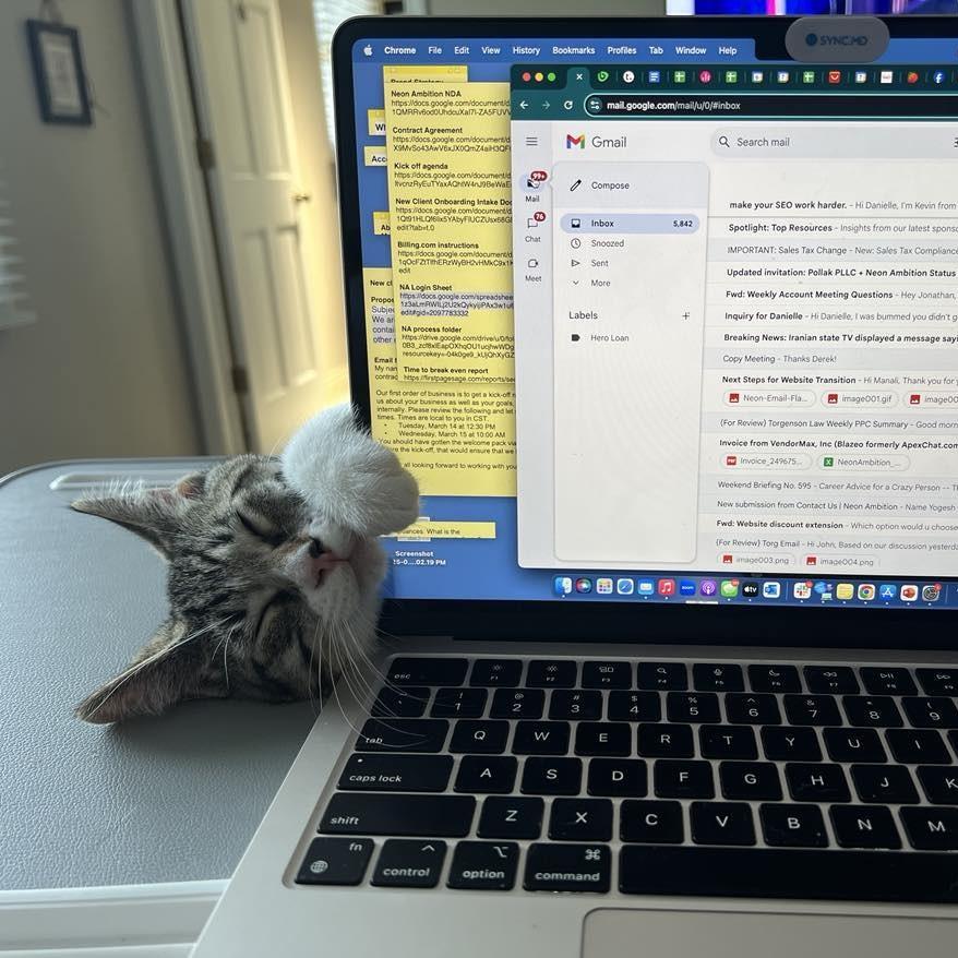 Sesame, Adoptable, Young Male Domestic Short Hair.