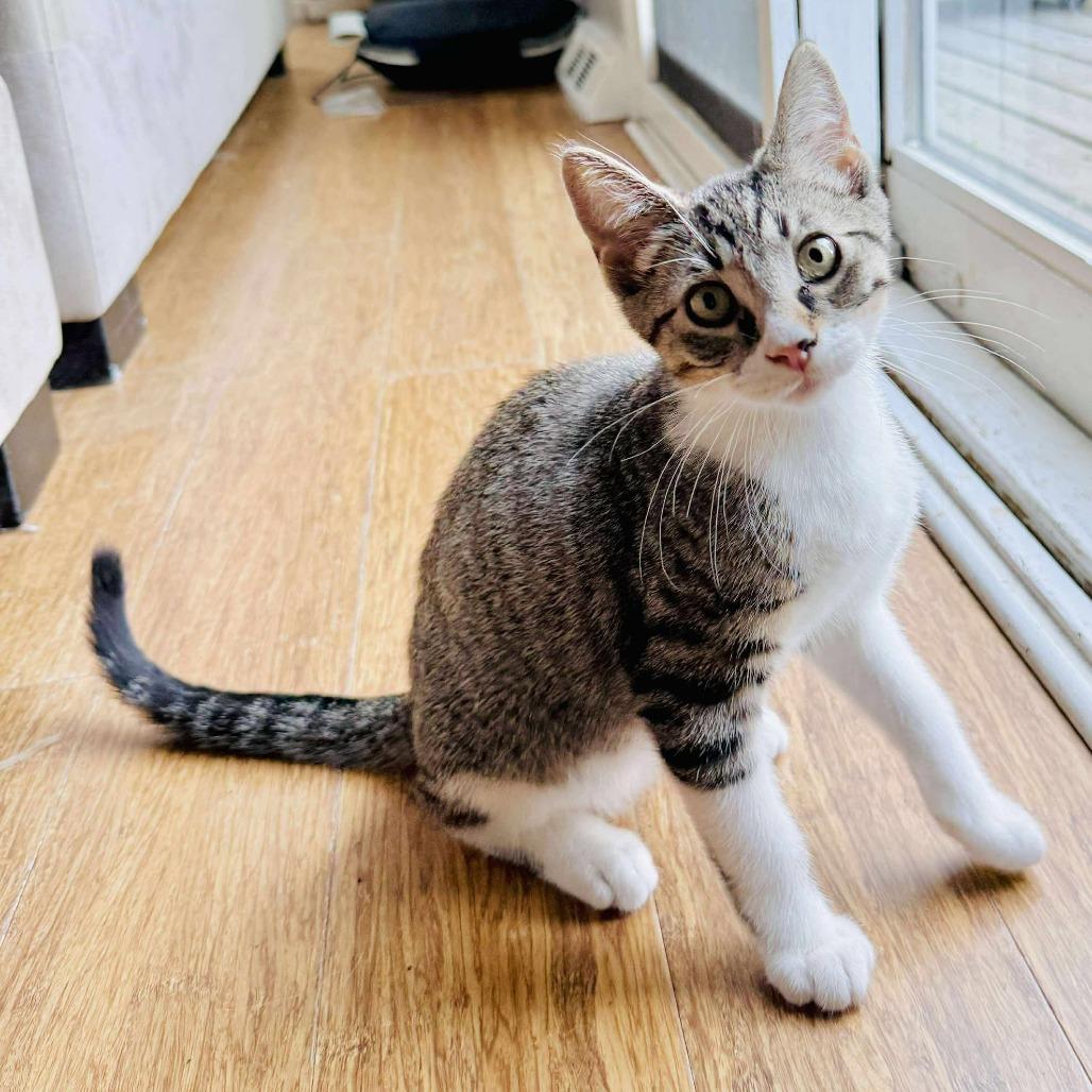 Enlarge Sesame, a Adoptable Domestic Short Hair in Plainfield, IL image 2/5