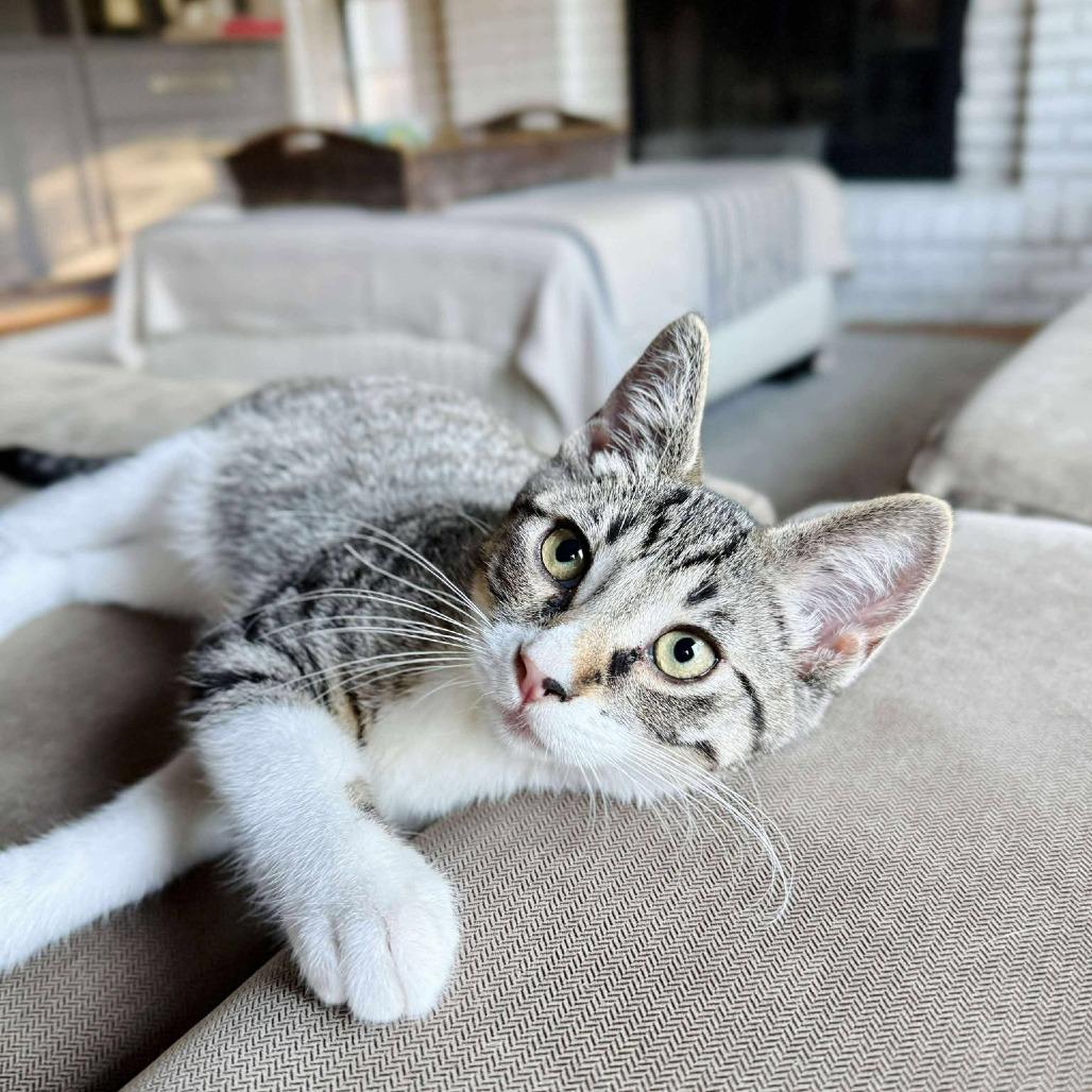 Enlarge Sesame, a Adoptable Domestic Short Hair in Plainfield, IL image 4/5