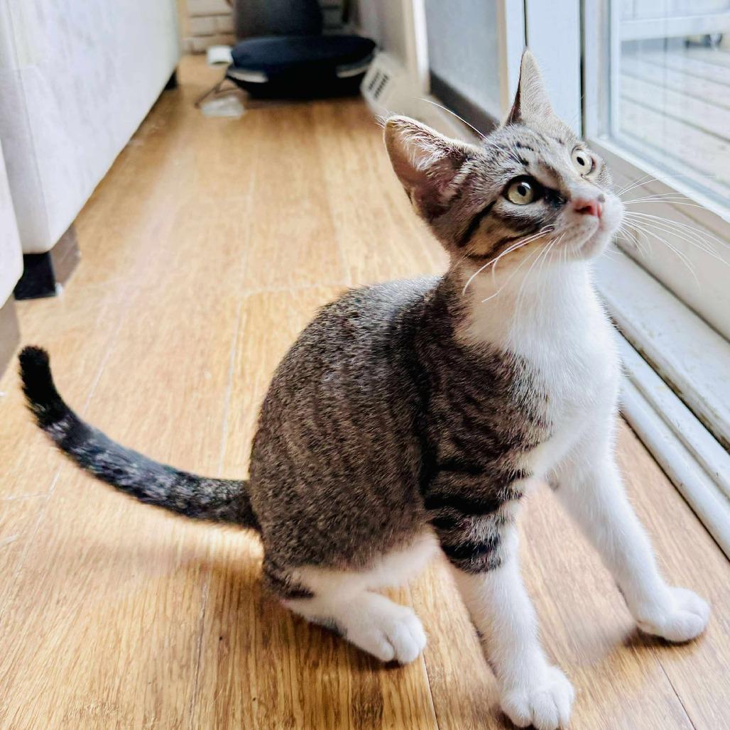 Enlarge Sesame, a Adoptable Domestic Short Hair in Plainfield, IL image 5/5