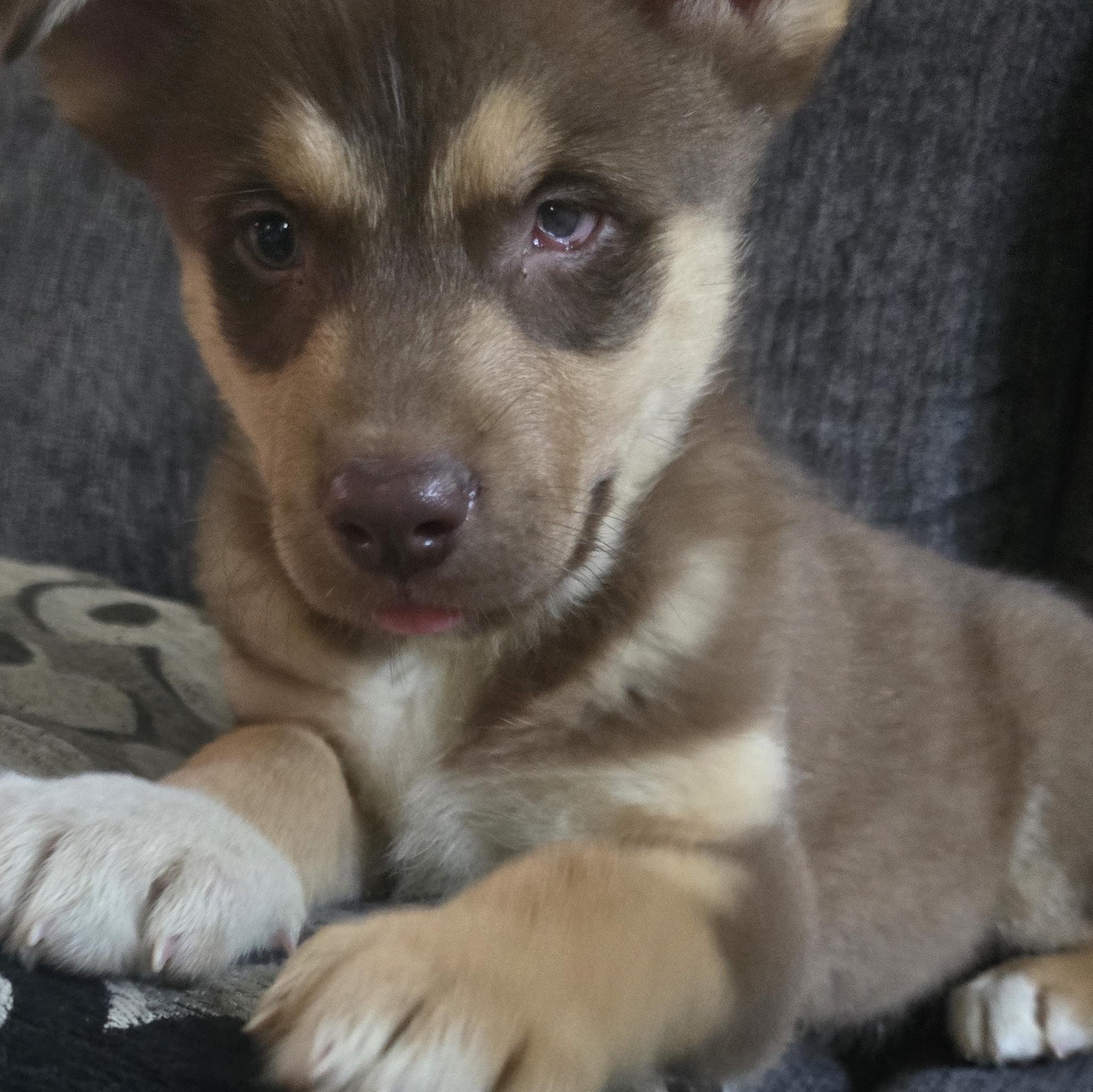 Enlarge Leo, a Adoptable mixed breed in St Thomas, ON image 1/1