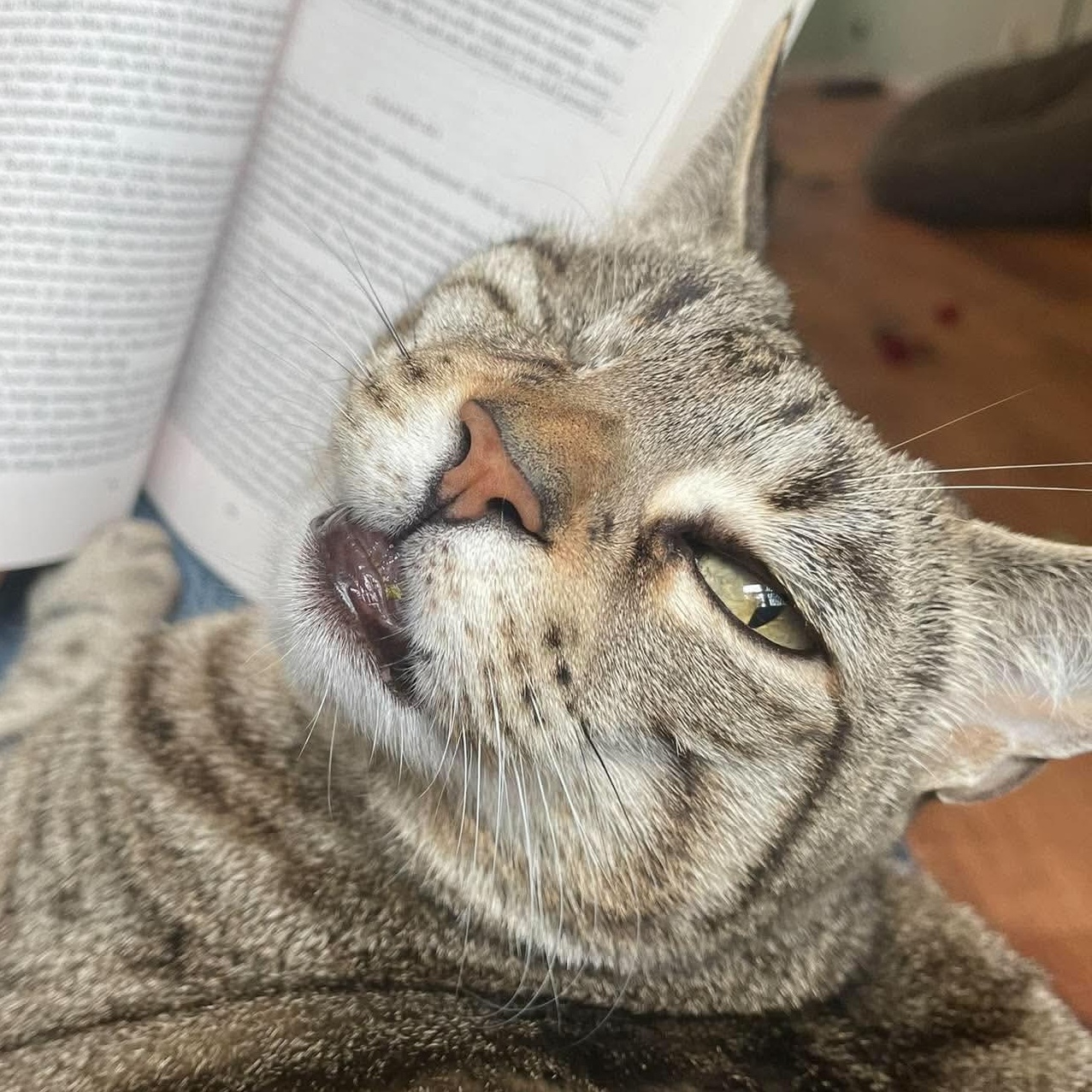 Grace, Adoptable, Senior Female Tabby & American Shorthair.