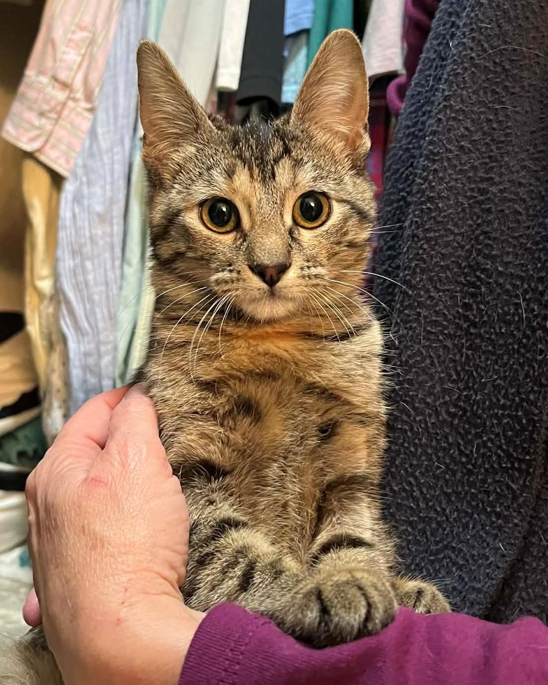 Enlarge Purrsy, an adopted Tabby in Harrisburg, PA image 4/6