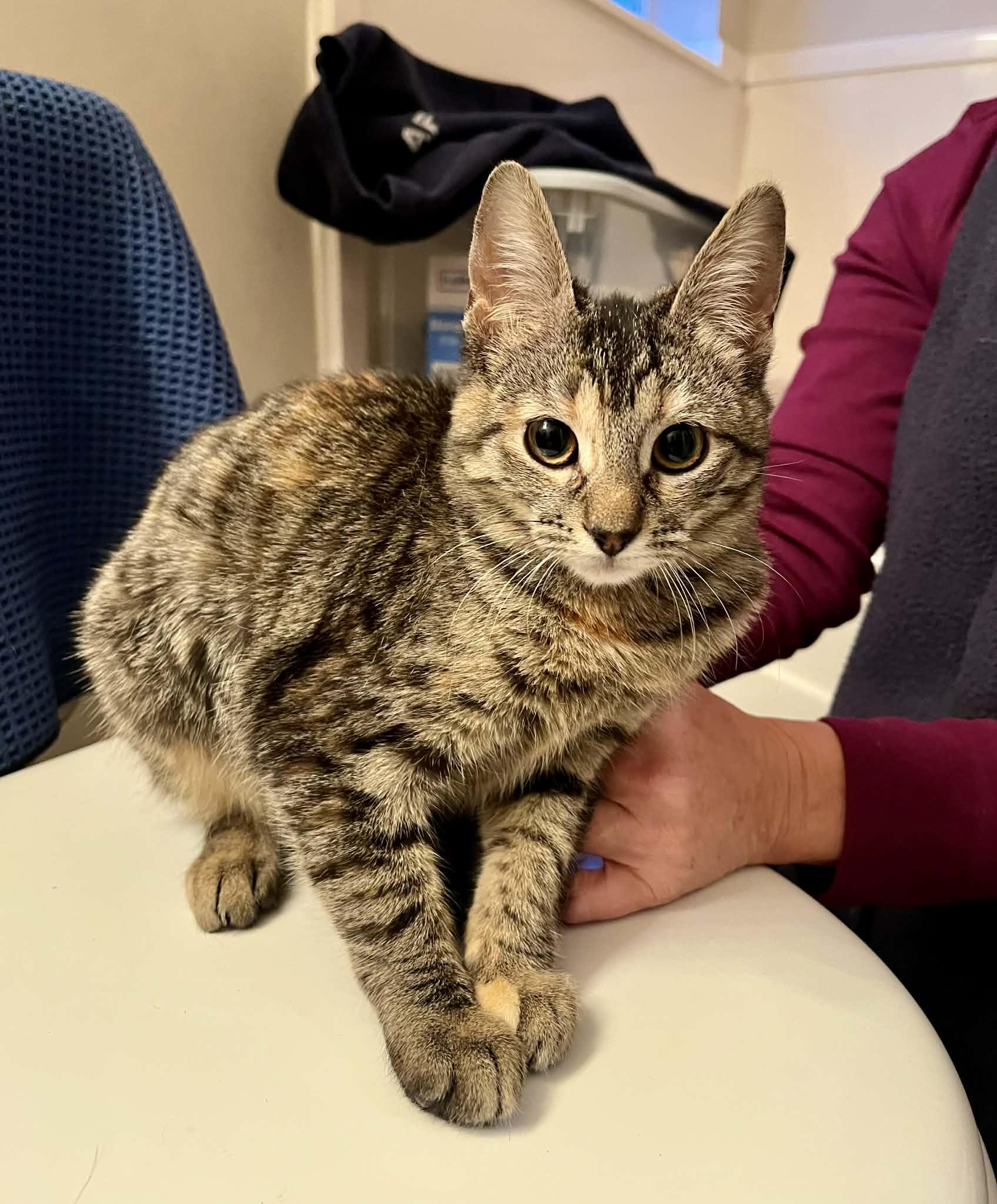 Enlarge Purrsy, an adopted Tabby in Harrisburg, PA image 3/6