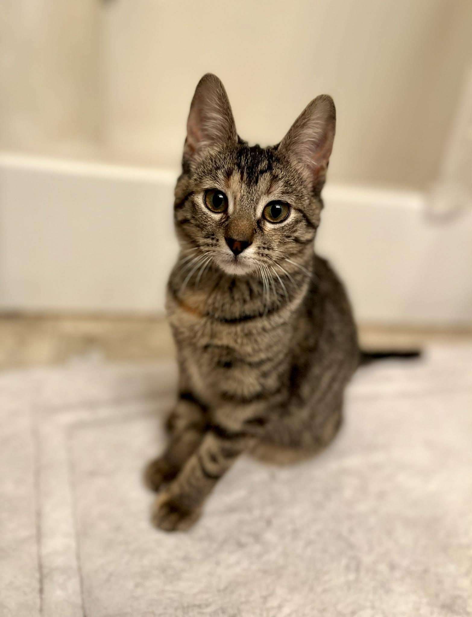 Enlarge Purrsy, an adopted Tabby in Harrisburg, PA image 2/6