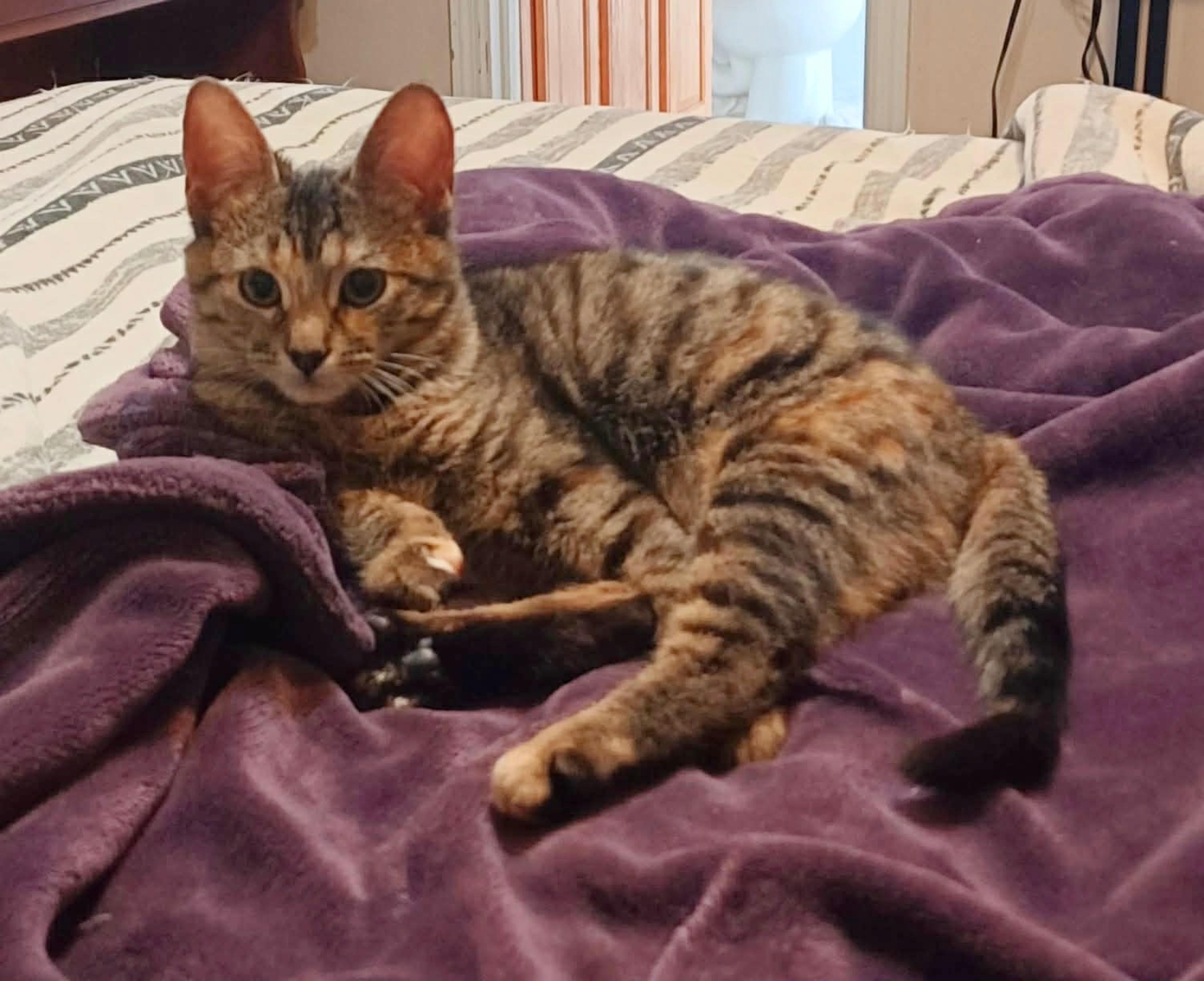 Enlarge Purrsy, an adopted Tabby in Harrisburg, PA image 5/6