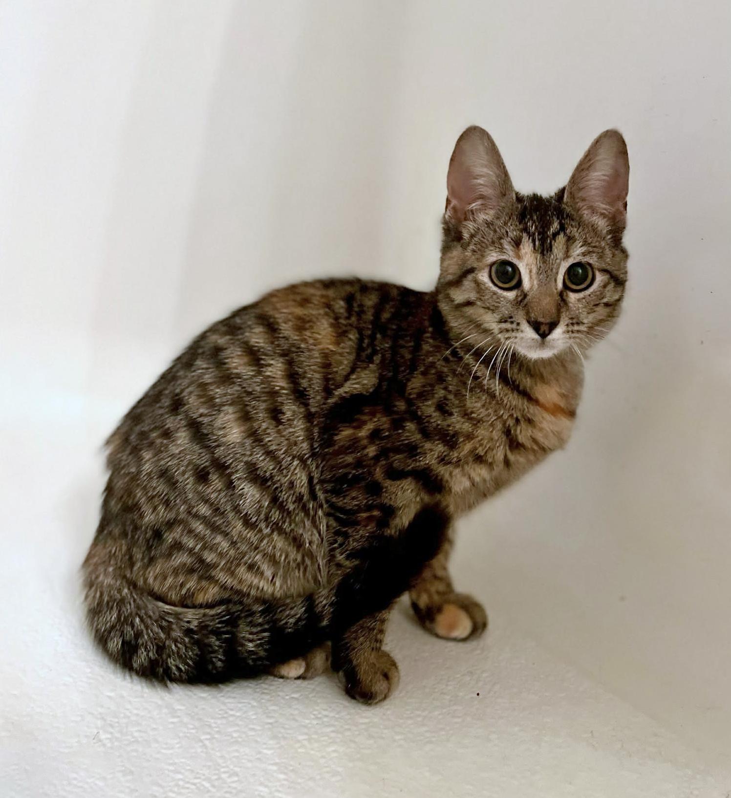 Enlarge Purrsy, an adopted Tabby in Harrisburg, PA image 1/6