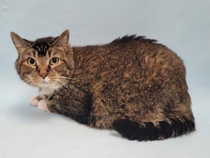 Killian, Adoptable, Adult Male Domestic Short Hair.