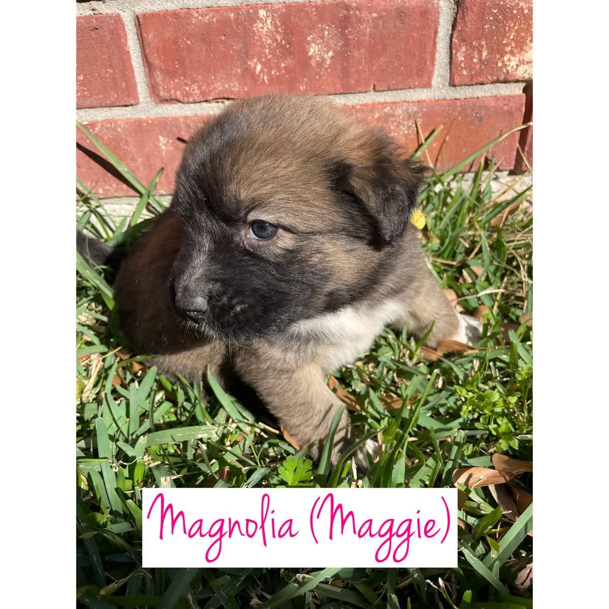 Maggie, adopted, Puppy Female Shar-Pei & Husky.