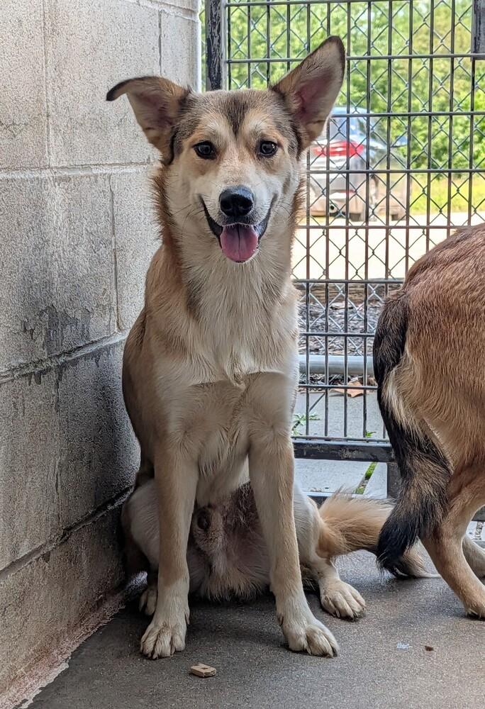 Mike #171, Adoptable, Puppy Male Shepherd.