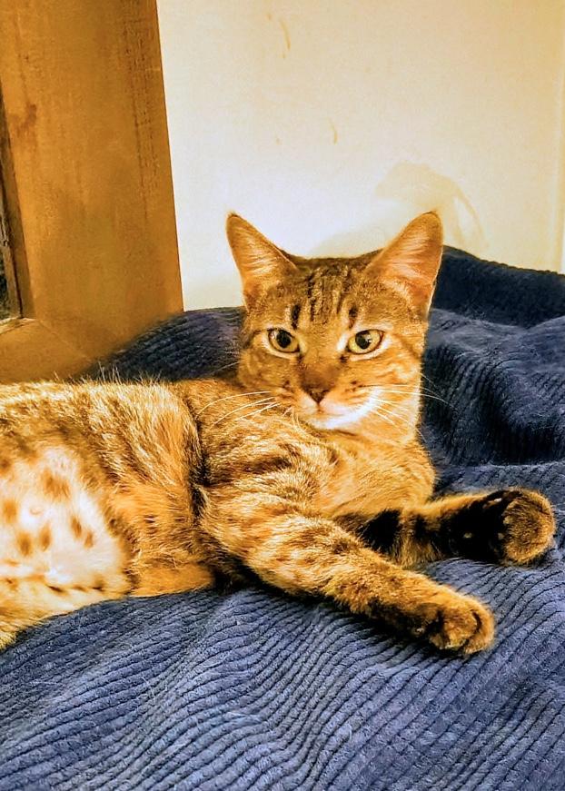 Gretchen, an adopted Domestic Short Hair in Webster, TX image 3/6