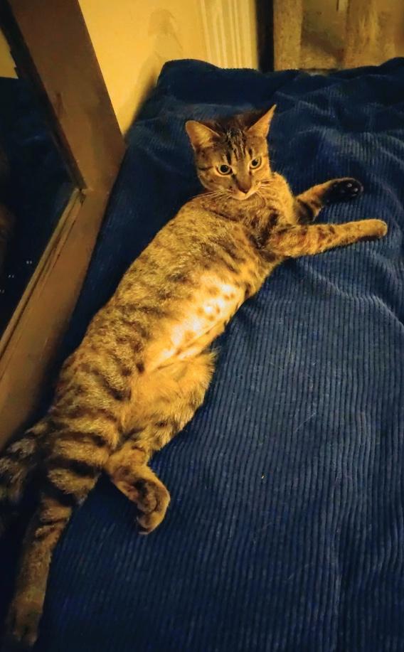 Gretchen, an adopted Domestic Short Hair in Webster, TX image 5/6