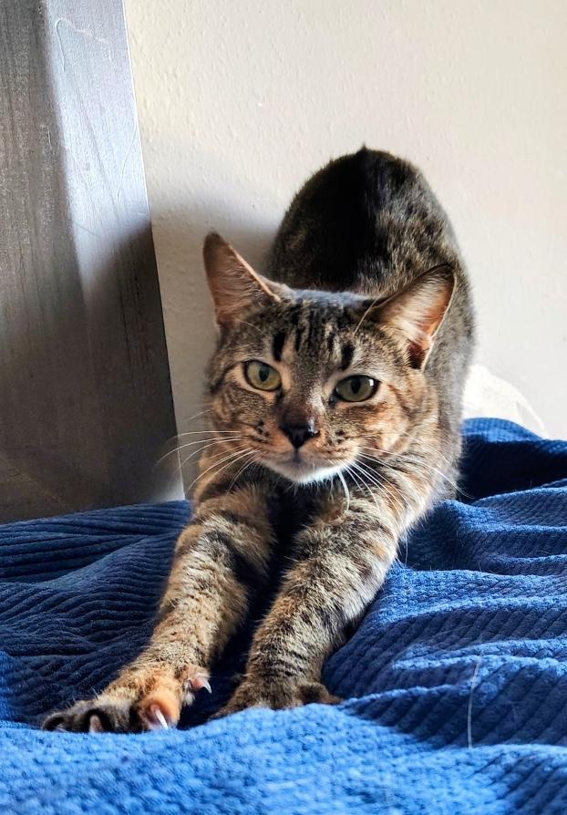 Gretchen, an adopted Domestic Short Hair in Webster, TX image 2/6