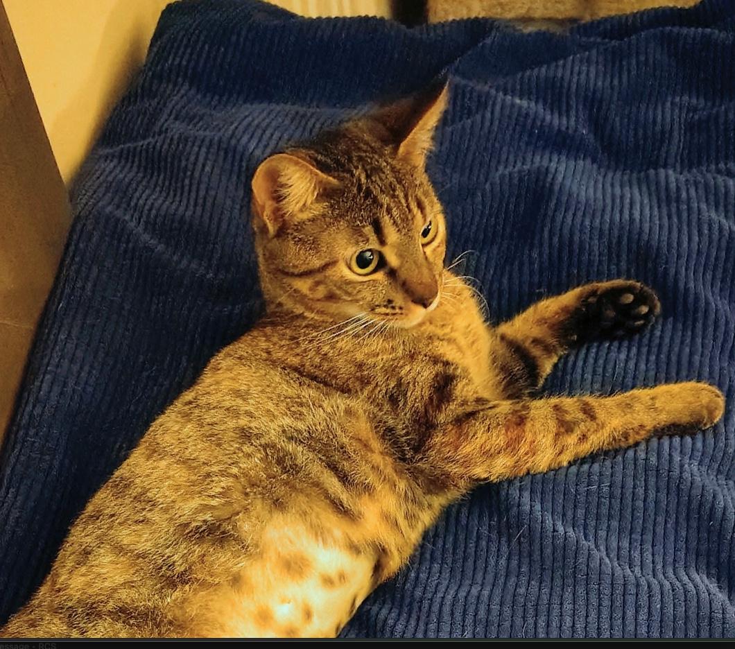 Gretchen, an adopted Domestic Short Hair in Webster, TX image 4/6