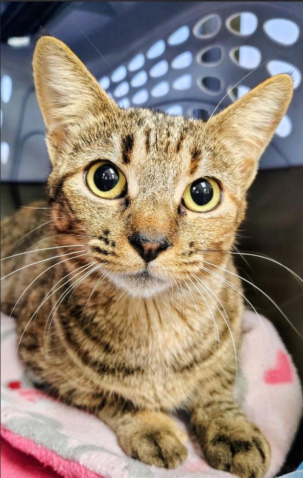 Gretchen, adopted, Young Female Domestic Short Hair.