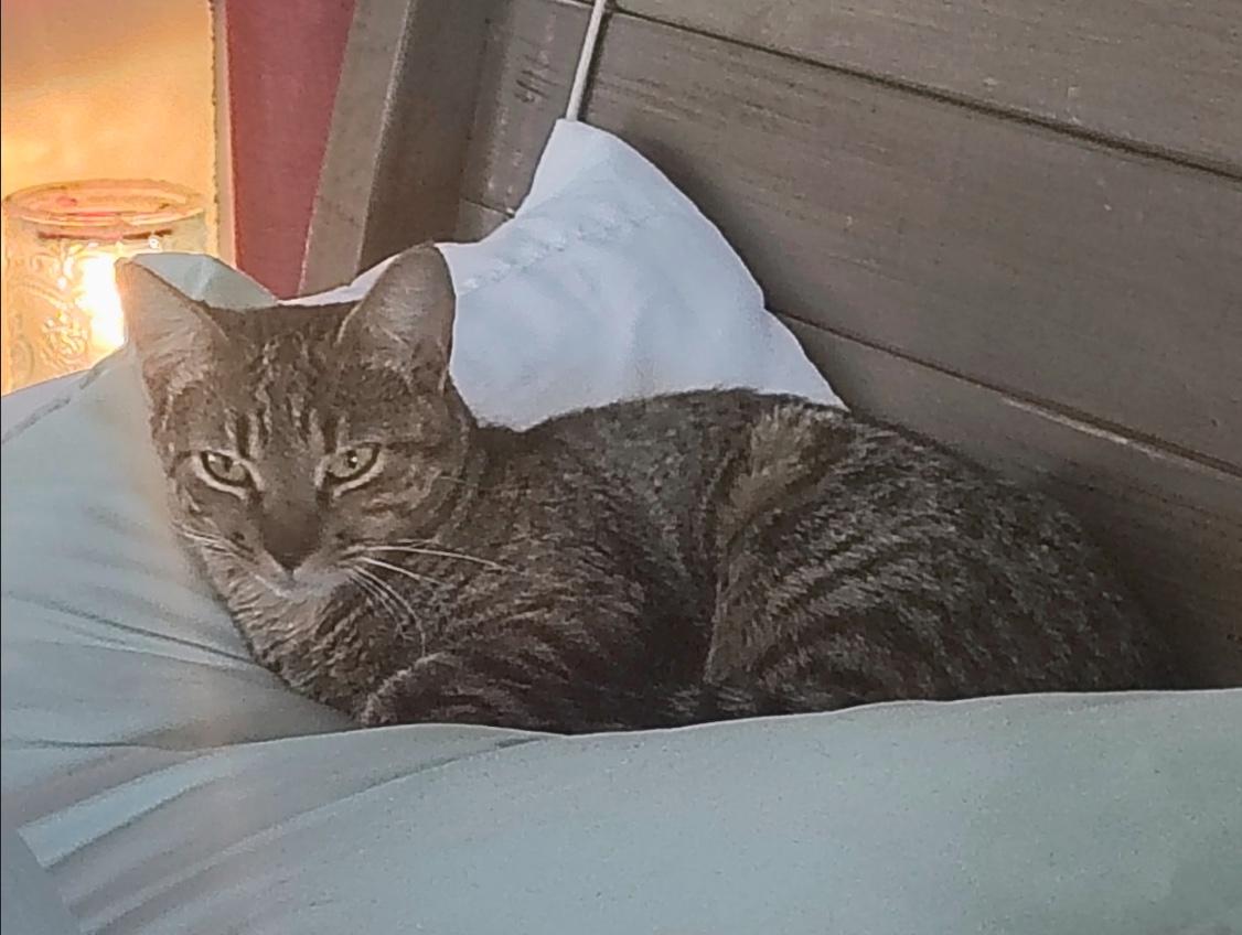 Gretchen, an adopted Domestic Short Hair in Webster, TX image 6/6