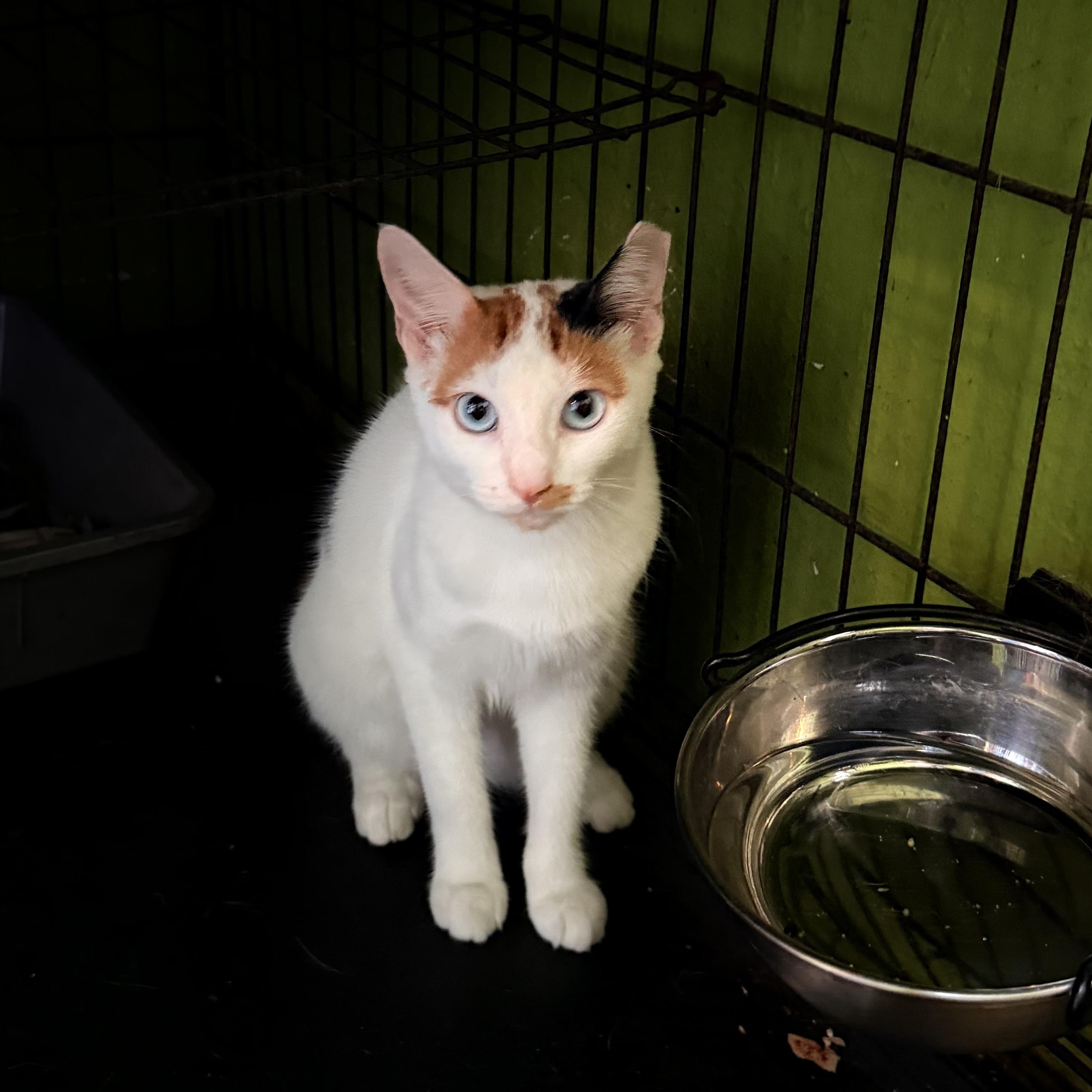 Enlarge Zoe, an adopted mixed breed in Ridgefield, CT image 4/6