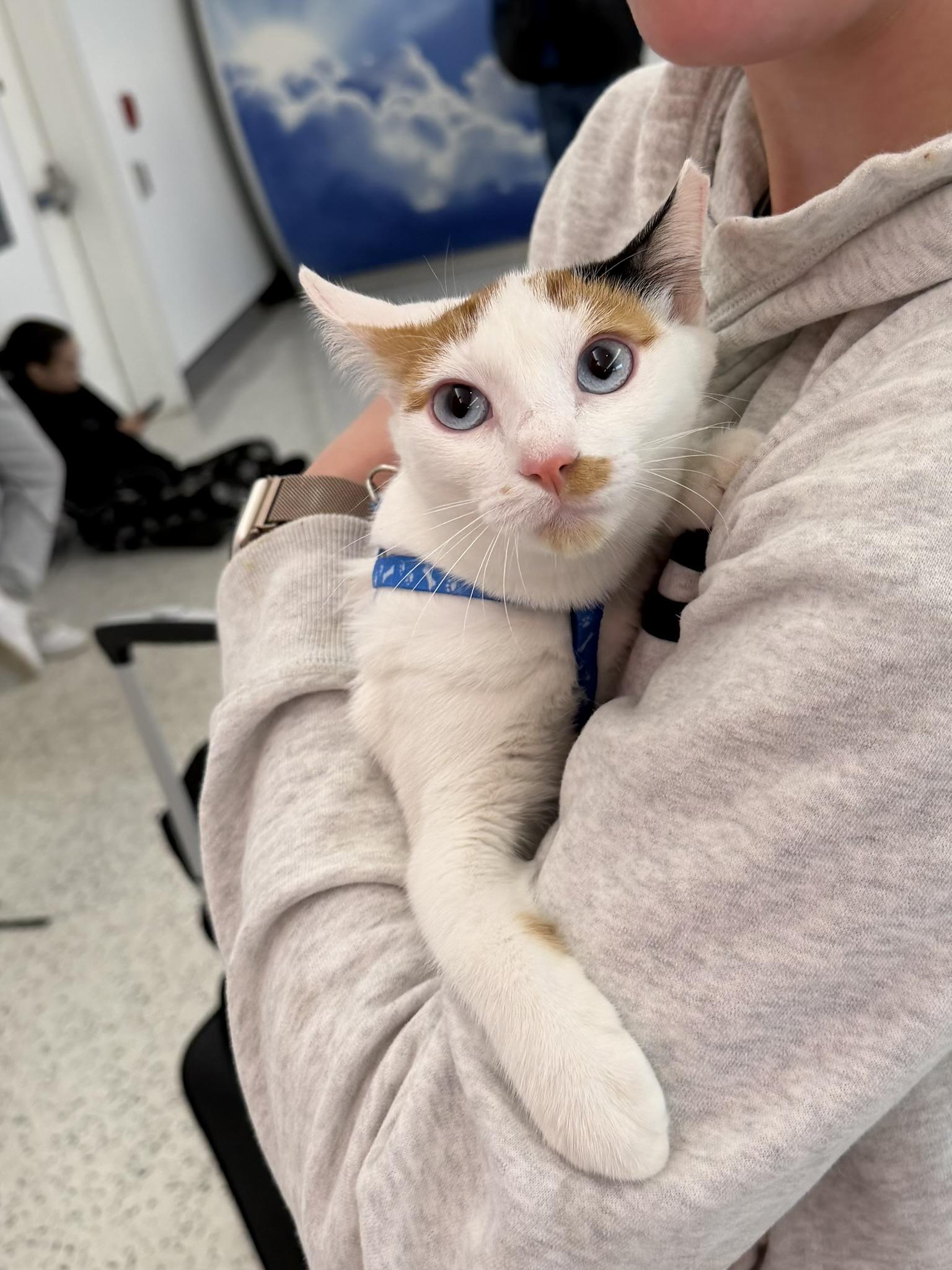 Enlarge Zoe, an adopted mixed breed in Ridgefield, CT image 1/6