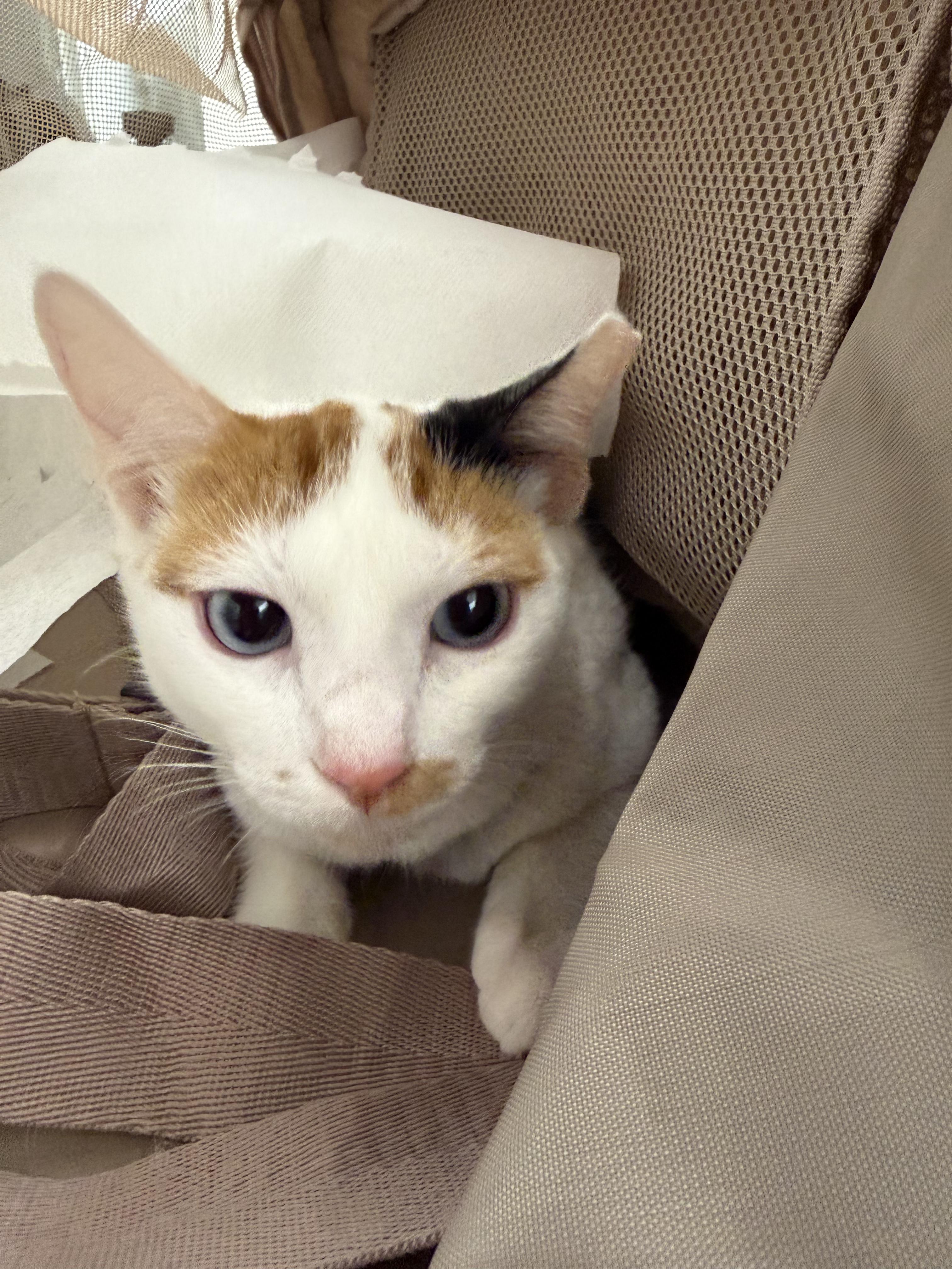 Enlarge Zoe, an adopted mixed breed in Ridgefield, CT image 6/6