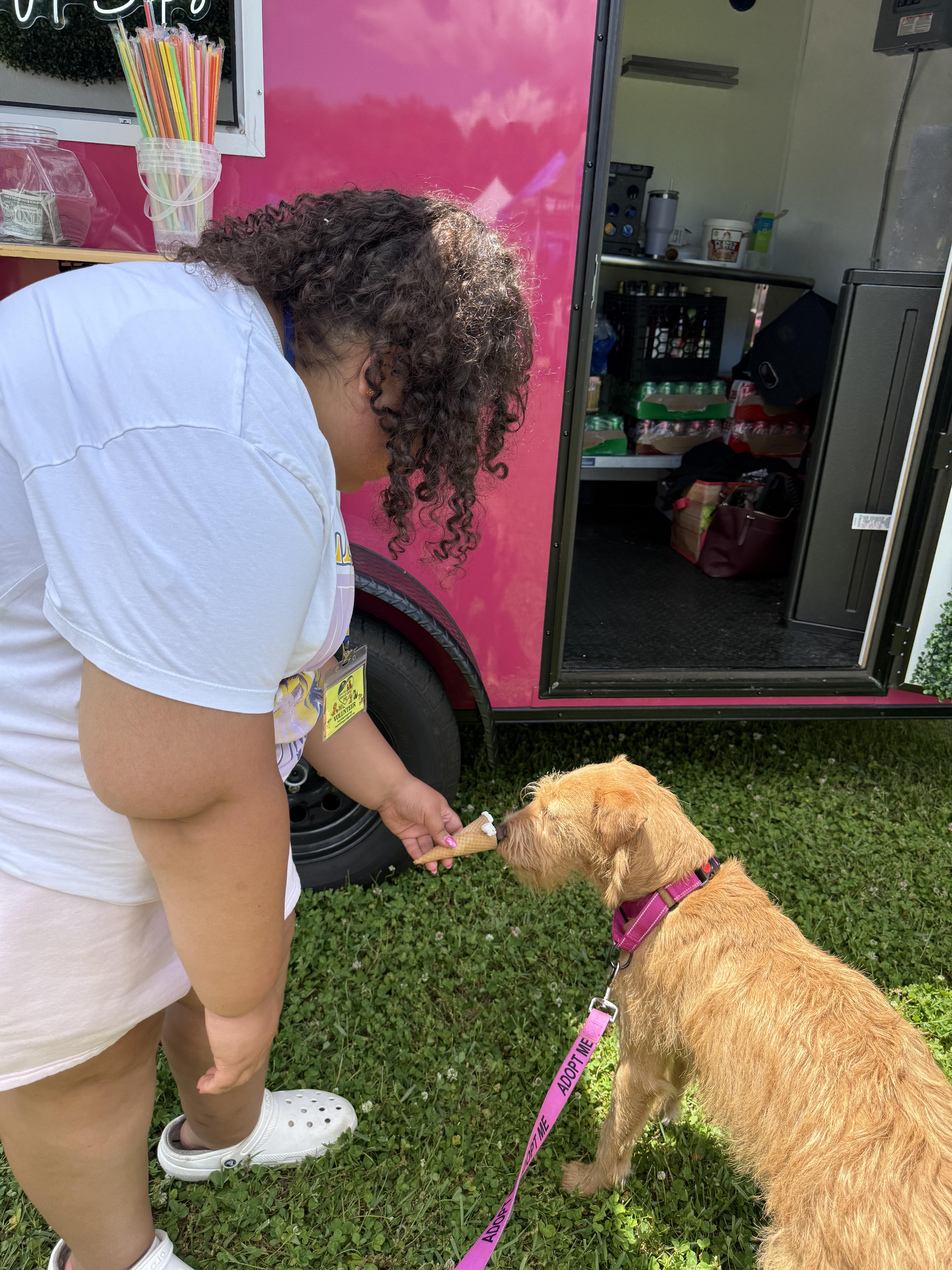 Penny, an adopted mixed breed in Albany, NY image 3/5