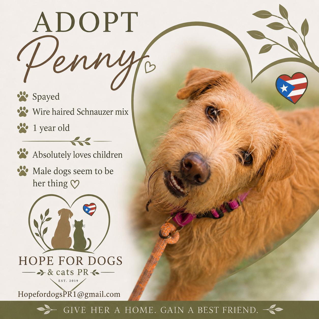Penny, an adopted mixed breed in Albany, NY image 4/5
