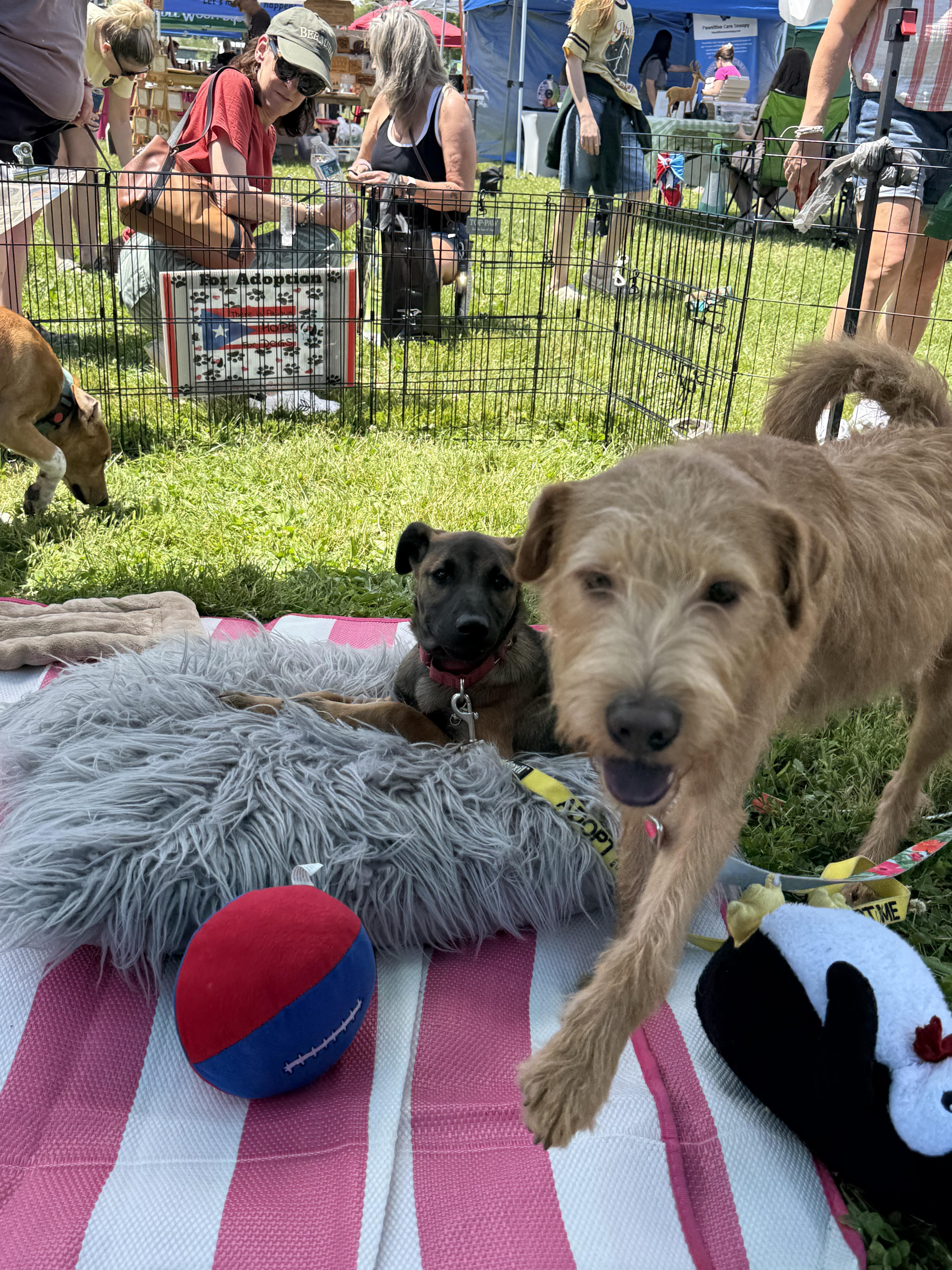 Penny, an adopted mixed breed in Albany, NY image 5/5