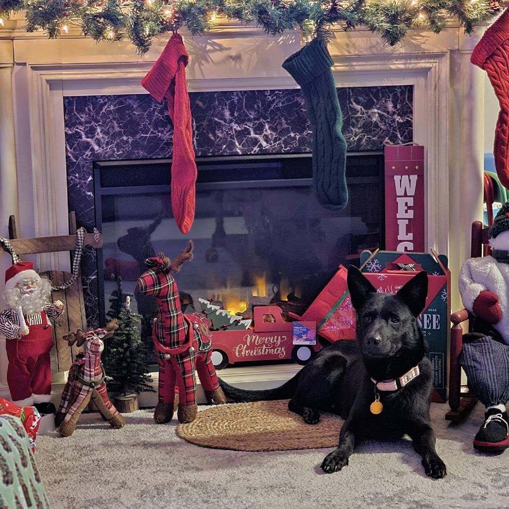 Flipper, Adoptable, Adult Male Mixed Breed.