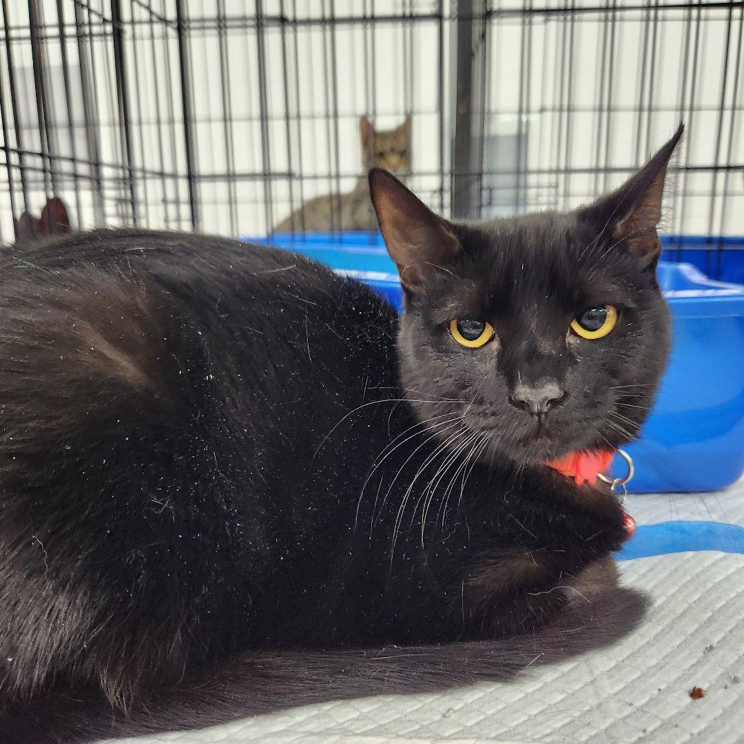 Enlarge Maleficient, a Adoptable Domestic Short Hair in Burton, MI image 1/3