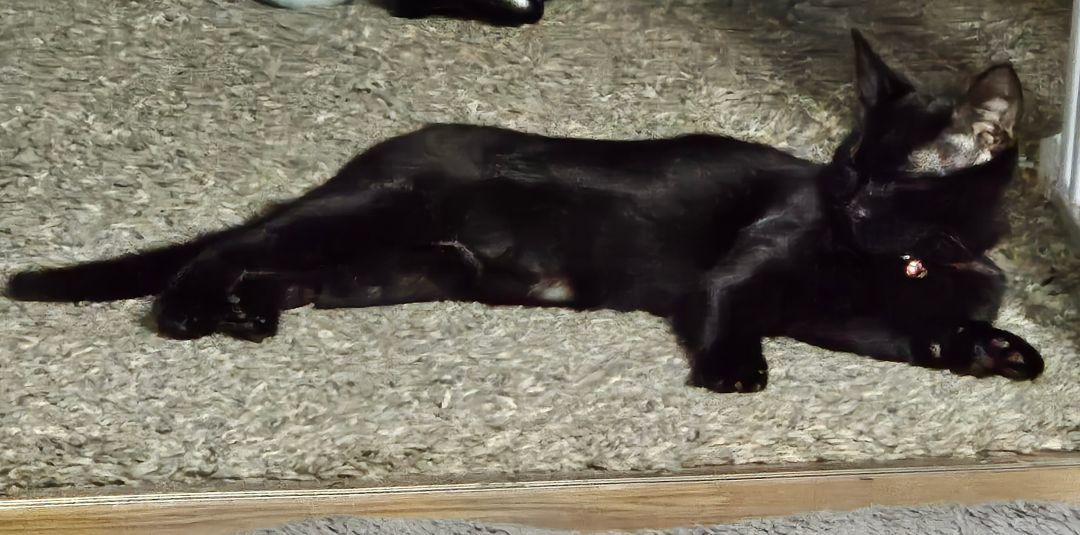 Enlarge Maleficient, a Adoptable Domestic Short Hair in Burton, MI image 2/3