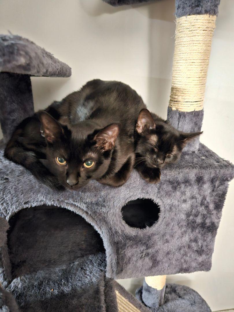 Enlarge Maleficient, a Adoptable Domestic Short Hair in Burton, MI image 3/3