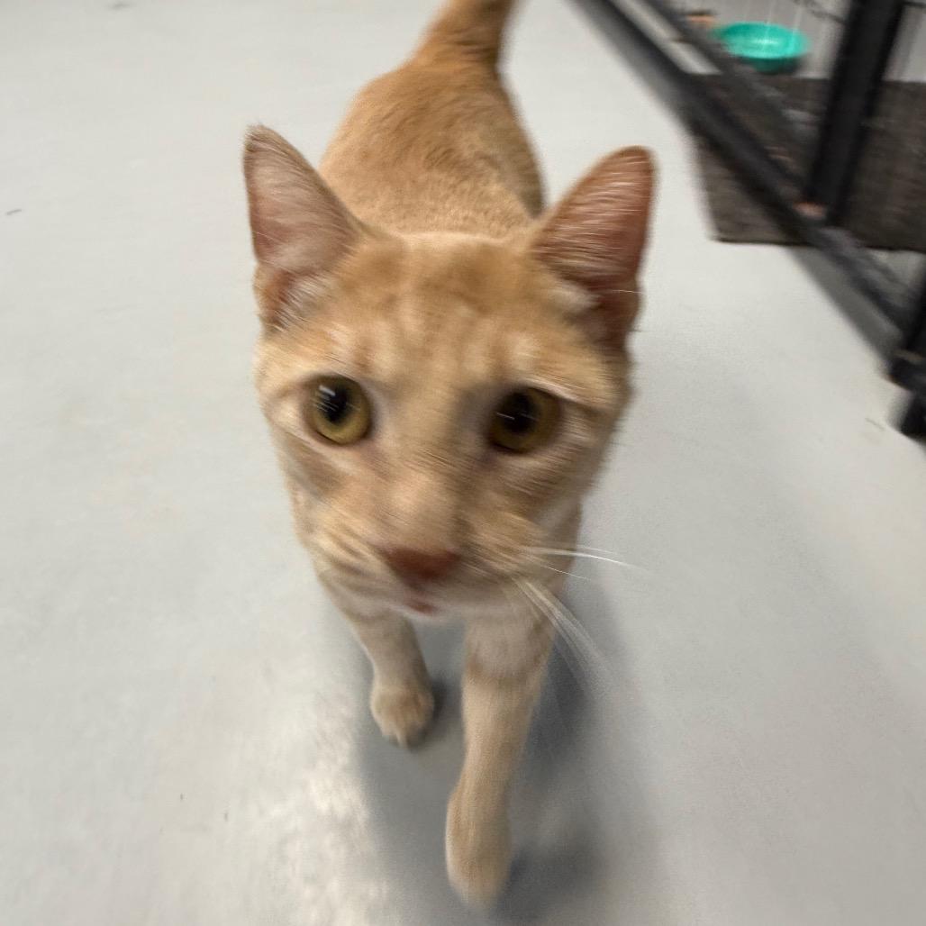 Enlarge Pinky, a Adoptable Domestic Short Hair in Carroll, IA image 1/6