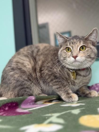 Aquarius, Adoptable, Adult Female Domestic Short Hair & Domestic Short Hair.