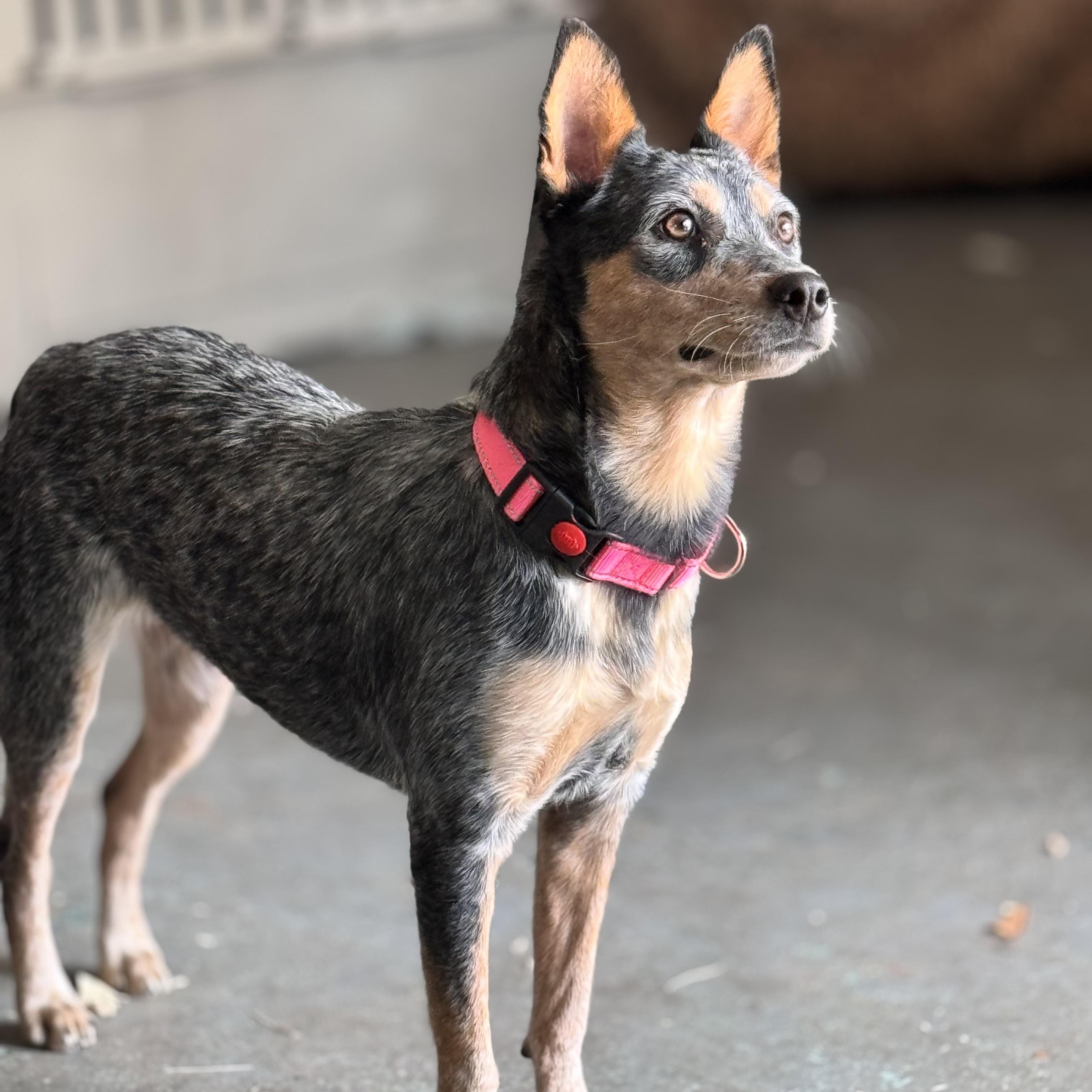 Photo of Adult Female Australian Cattle Dog / Blue Heeler Gray / Blue / Silver, Merle (Blue)