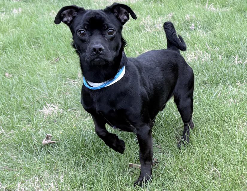 Meatball, adopted, Adult Male Pug.