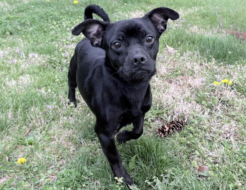 Enlarge Meatball, an adopted mixed breed in Columbus, IN image 2/2